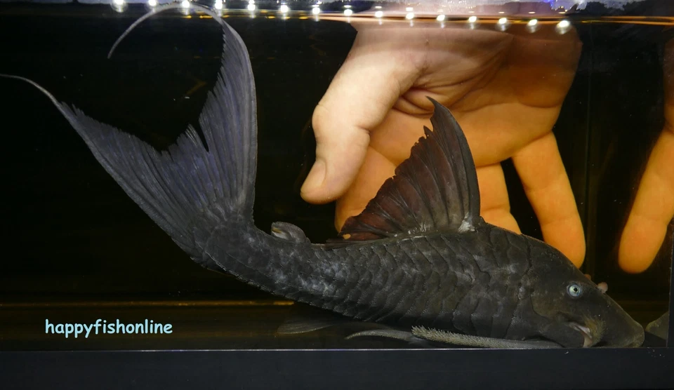 EXTREMELY RARE BREEDING PAIR OF BLUE EYE PLECOS! FREE SHIPPING LIVE FISH 10-12" - Image 3 of 4