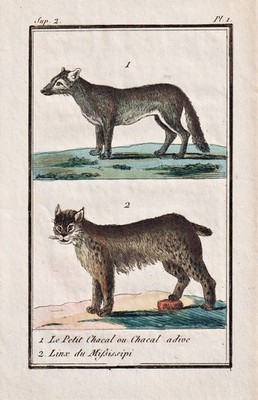 Schakal jackal Mississippi Lynx Luchs engraving Kupferstich Buffon 1780 295282