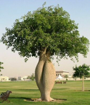 Ceiba speciosa/Chorisia speciosa, Silk Floss Tree - 10 Sementes | eBay