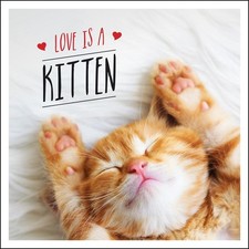 Love is a Kitten: A Cat-Tastic Celebration of the World's Cutest Kittens by Char