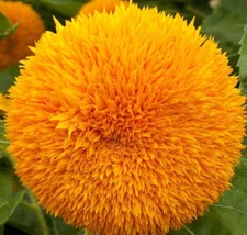 DWARF SUNGOLD SUNFLOWER SEEDS 50+ "Teddy Bear" annual FLOWER garden FREE SHIP