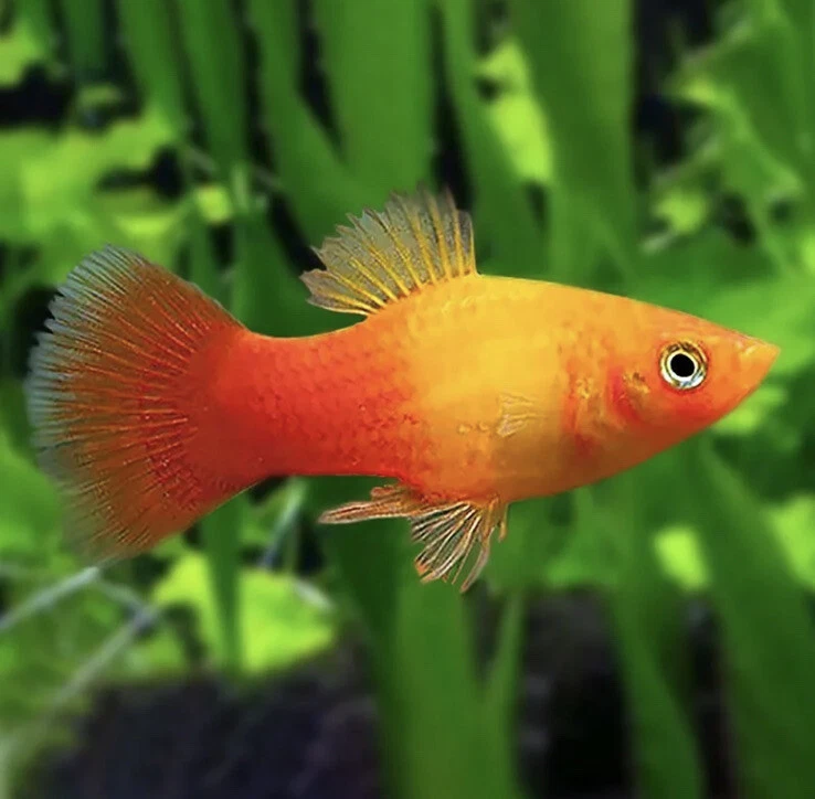 Platies fish cheap price