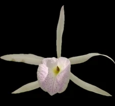 Brassocattleya Playa Herradura Orchid plant Nodosa SUPER BARE ROOT SALE