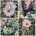 Gymnocalycium cabreraense VOS 2122 harvest 20seeds harvest 2026