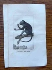 Primate L'OUARINE (Saguoin monge) Animal Engraving 1825