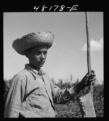 Photo:Rio Piedras Puerto Rico 1942 FSA Farmer's Son Straw Hat Cane Field