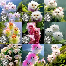 100Pcs Cute cat Face Orchid seeds Bonsai Plants Flowers For Garden Decor