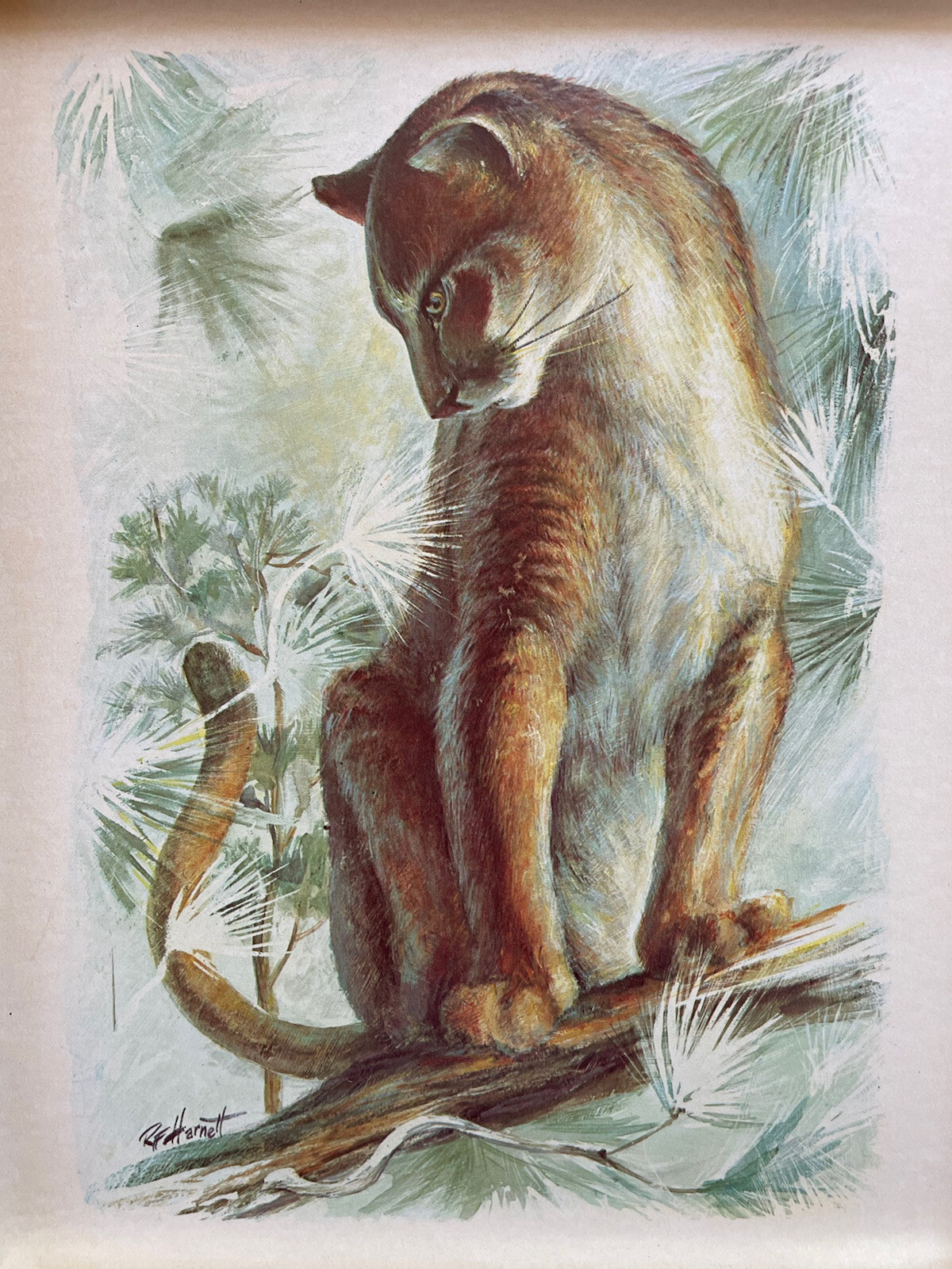Vintage Bobcat Cougar Print Mid-Century Mod Art Framed Signed R. H. Hartnett - Picture 2 of 7