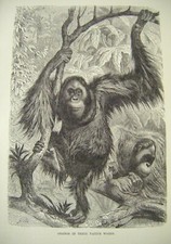  Antique Primates Orangs Print Wood Engraved Print  in Native Woods c1889 