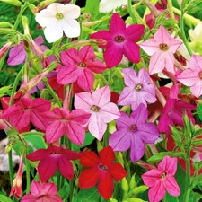 5,000 Fresh Jasmine Tobacco Sensation Seeds Mix Fragrant Flowers Nicotiana Alata