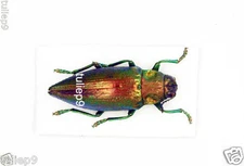 Buprestidae - Chrysodema radians (MorF) Different Form - Buru Island, Indonesia