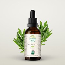 HerbEra Wild Lettuce Alcohol-FREE Herbal Tincture Organic Lactuca virosa 