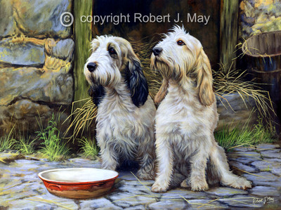 Basset Griffon Vendeen Ltd. Edition Druck von Robert May