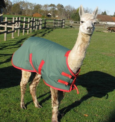 protective coats for alpacas