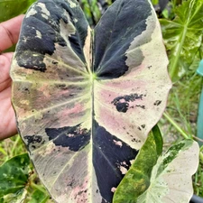 Colocasia Bulb Gold Leaf New Hybrid Tuber (Includes All Import Duties And Taxes)