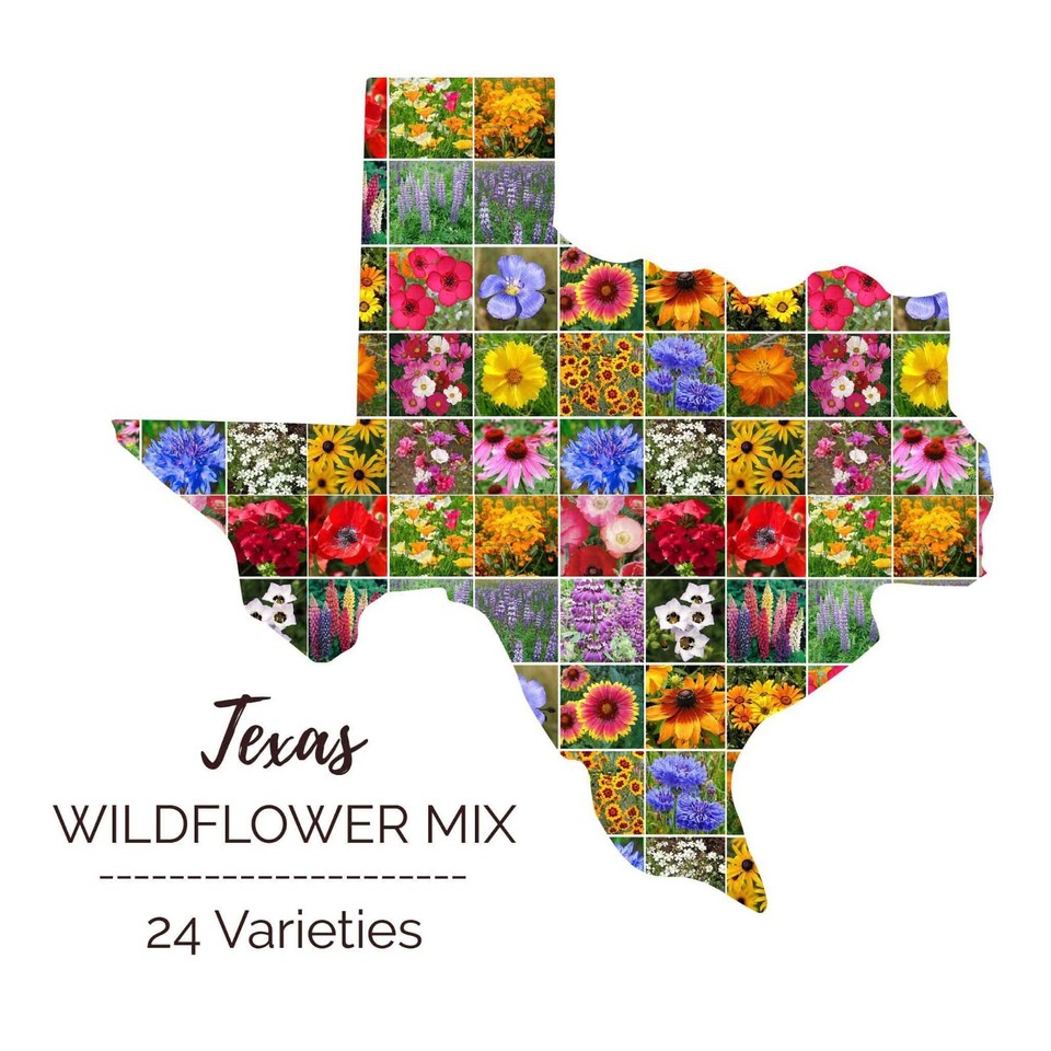 Wildflower TEXAS State Flower Mix Perennials & Annuals USA NonGMO 1000