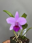 NEW! Unreleased 2027 Cattleya (L. Praestans x Sc. Lana Coryell) SVO 11383 — photo 1