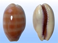 Cypraea carneola f. dwarf, Off Mauritius Isl., 20.5mm, CUTE, DELICIOUS