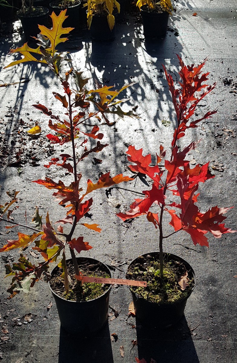 Chêne des marais créez un coin d'ombre flamboyant dans votre grand jardin