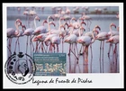 SPAIN 2023 Carte Maximum Card Joint Issue China Flamenco Flamingo Lake Ave Bird