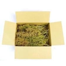 Seafoam Trees Box Mixed Size | Model Scenery Tree WWScenics