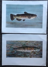 2 Original Antique Fish Prints Bullhaed Catfish & Chub Sucker by Gillette 1910