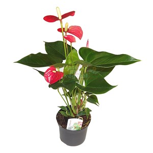 Détails Sur Plante Anthurium Rouge En Pot ø6cm Mur Cadre Tableau Végétal Dintérieur