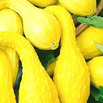 #ad #ad Crookneck Yellow Squash Seeds NON GMO Squash Seeds Heirloom Garden Seeds $20.00