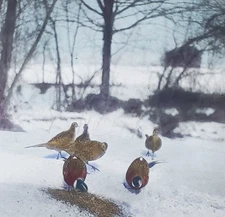 Ring-Necked Pheasants Feeding In The Snow, c1940 Magic Lantern Glass Slide