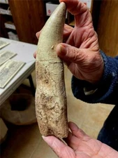 BIG T Rex Tooth REPLICA 8 " LONG AND WEIGHS 3/4 POUND