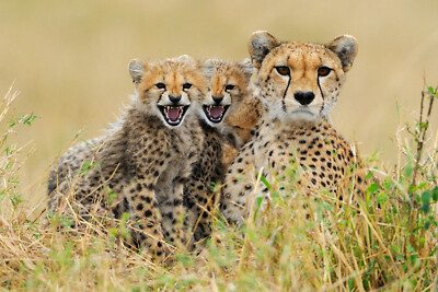 3 -D - Ansichtskarte: Gepardin mit Jungen - Cheetah with cubs, Kenia