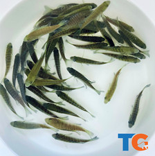 Bluegill Sunfish For Sale Buy Live Bluegill Sunfish Online Toledo Goldfish