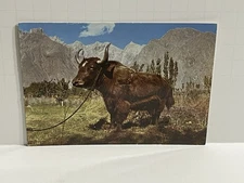 The Yak in Hunza West Pakistan Continental Postcard A98