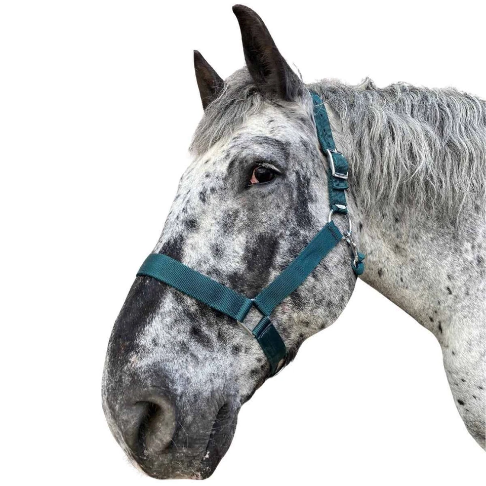 WEISSL Kaltbluthalfter X-Treme, extra stark - Bild 3 von 4