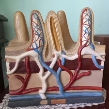 Antique Anatomical Model (Intestinal Villas) Material: Colorful Biscuit....
