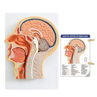 Evotech Scientific Human Relief Median Section Head Model, Head and Brain Model,