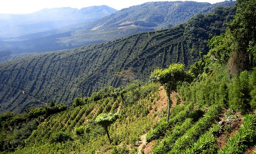 Costa Rica Tarrazu Kaffeebohnen dunkelgeröstet 2 Pfund - Bild 12 von 24