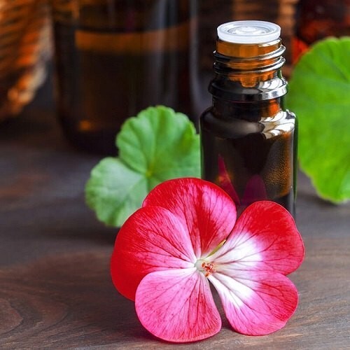 Geranium Oil - Pelargonium graveolens - Picture 1 of 2