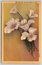 Utah~Sego Lily State Flower~Vintage Linen Postcard