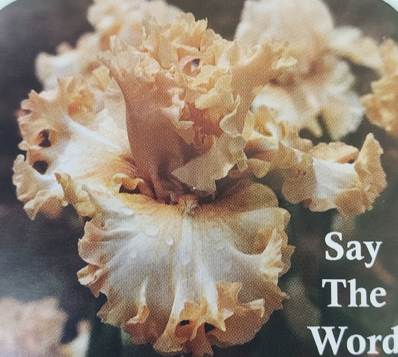 Tall Bearded Iris Say The Word