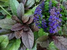 Bugleweed Ajuga Reptans Burgundy Perennial Ground Cover 25 Live Young Plants