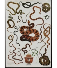 Vintage Snakes Alive Smokey The Bear Forest Poster 20 X 30” Reptiles