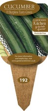 PRE-ORDER Cucumber Plants 'F1 Burpless Tasty Green' - 3 X 9cm Pot Plants.
