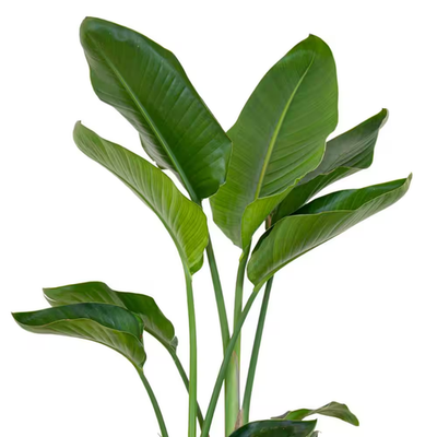 White Bird of Paradise Live Indoor Strelitzia Nicolai Plant Shipped in 9.25  Inch | eBay