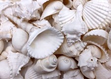 White Seashell Medium Wedding Mix approx. 1 kilogram 100 shells 1 inches