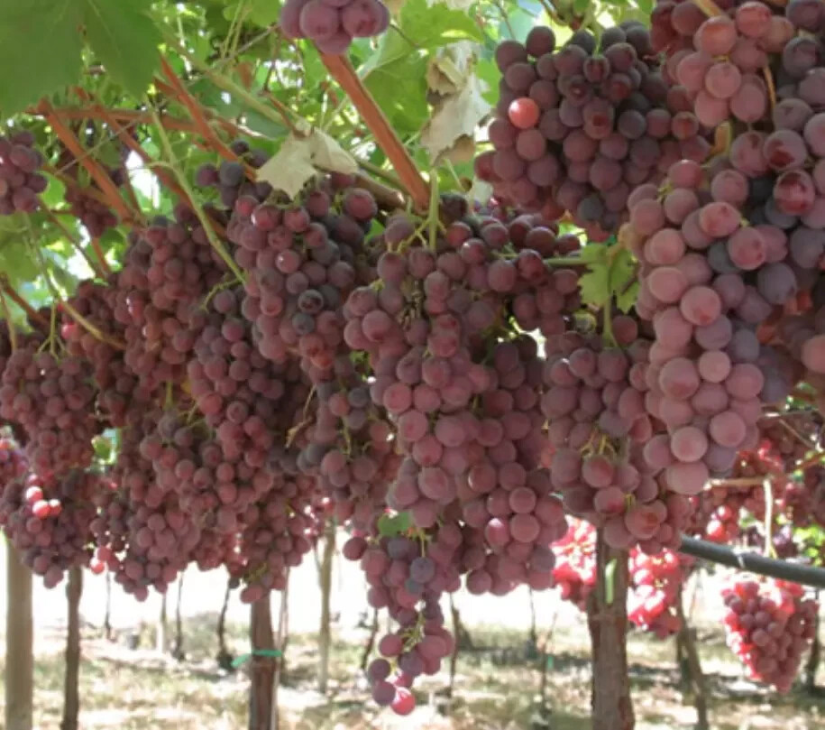 明泉幼稚園　Grape seed until 1 、2 12 SEEDS Grape RED Fruit Vine Sweet Ready to Germinate 2024