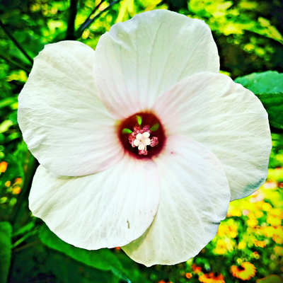 30 WHITE SWAMP ROSE MALLOW SEEDS ( with red center ) - WILD HIBISCUS | eBay