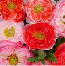 20 + Double Shirley Poppy Seeds Flower MIXED Colorful USA SELLER 