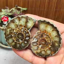 1Pairs Half Cut Ammonite Shell Jurrassic Specimen Madagascar 101g A3890