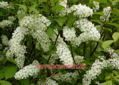 PHOTO  BIRD CHERRY IN BLOSSOM BIRD CHERRY PRUNUS PADUS FLOWERING IN A HEDGEROW B
